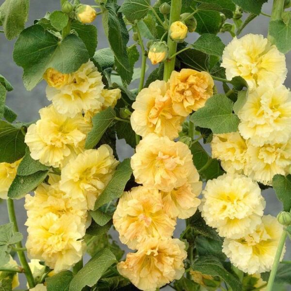 Votaniki Hollyhocks Alcea Rosea Yellow Roots - Long-Lasting Chater's Yellow, Perennial Flowering Roots | Vibrant Blooms - Easy to Grow