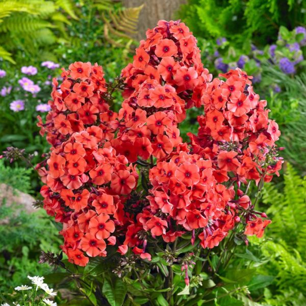 Votaniki Orange Perfection Phlox Roots - Stunning Blooms and Sweet Fragrance, Attracts Pollinators | Phlox Roots for Planting - Hardy and Versatile Perennial Plant!