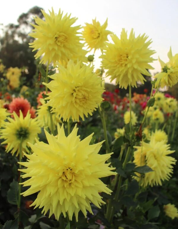 Votaniki Dahlia Trooper Dan - Perennial Dinnerplate Dahlia 'Trooper Dan' Tubers Ready for Planting | Large Flowering Dahlia - Easy to Grow