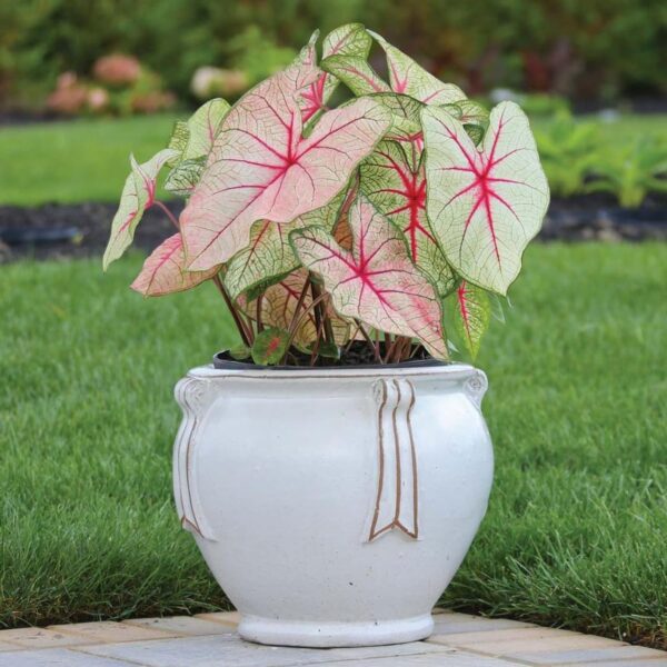 Votaniki Caladium Fancy White Queen - Perennial Caladium Tubers Ready for Planting | Spectacular Foliage Plant, Perfect for Indoor & Outdoor