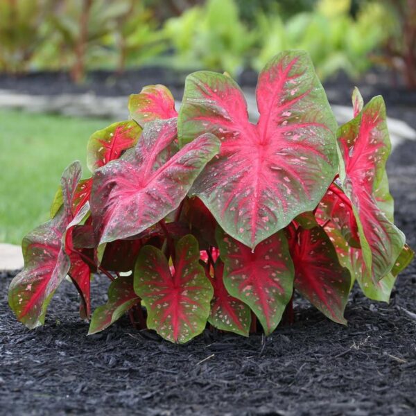 Votaniki Red Flash Caladium - Perennial Plants, Caladium Fancy Red Flash Tubers | All Summer Color, Caladium Tubers - Easy to Grow