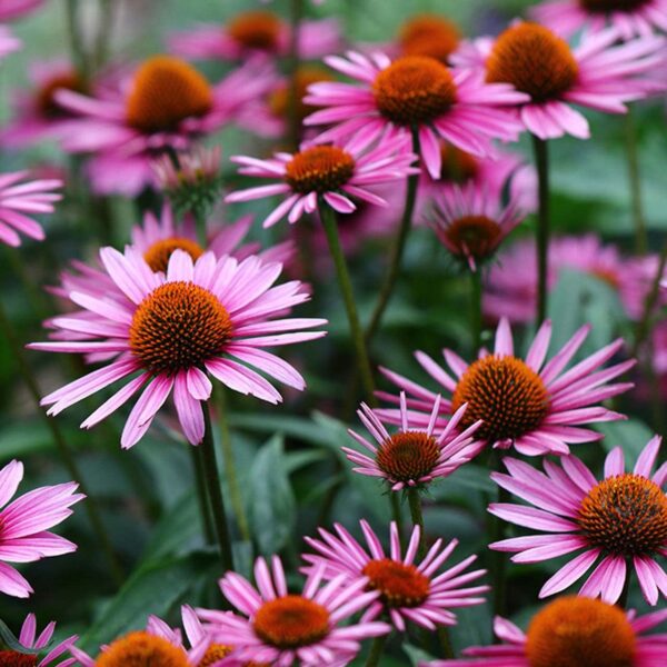 Votaniki Magnus Coneflower Bare Root - Echinacea Purpurea Flowering Root for Planting - Perennial Plant | Easy to Grow - Pink Coneflower