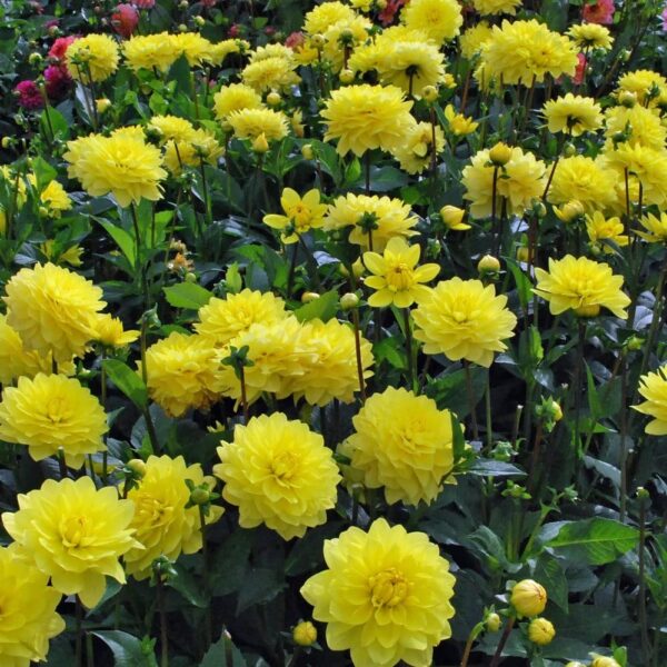 Votaniki American Sun Dahlia Tuber - Versatile, Large Blooms, Perennial Dahlia Flowering Tubers | Ready to Plant - Fast Growing & Perfect for Any Garden