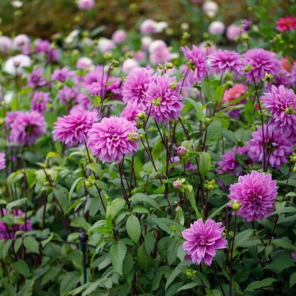 Votaniki Lilac Time Dahlia Bulbs - Perennial, Lilac Time Dinnerplate Flowering Dahlia Bulb | Blooms Year After Year - Perfect for Cut Flowers or Garden Display