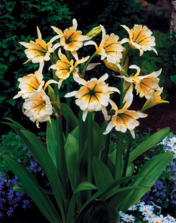 Votaniki Hymenocallis Ismene Sulphur Live Plants - Perennial Bulbs Queen Set of 5 Bulbs for Fall Planting Flower Bulbs Garden Set Spring Bulbs - Ismene Sulphur Flowering Bulbs for Fall Planting