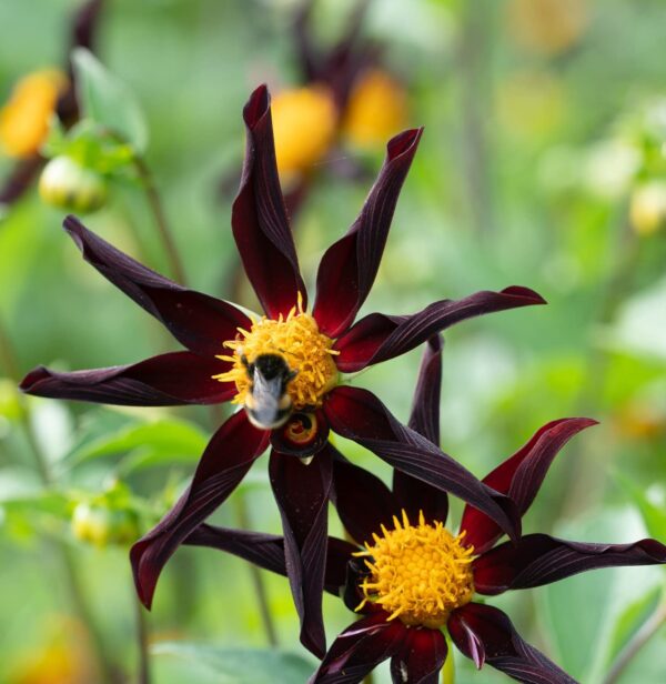 Votaniki Verrone's Obsidian Dahlia Bulbs - Perennial Dahlia, Long Lasting Blooms, Easy to Grow | Large Flowering Dahlia Bulbs for Planting