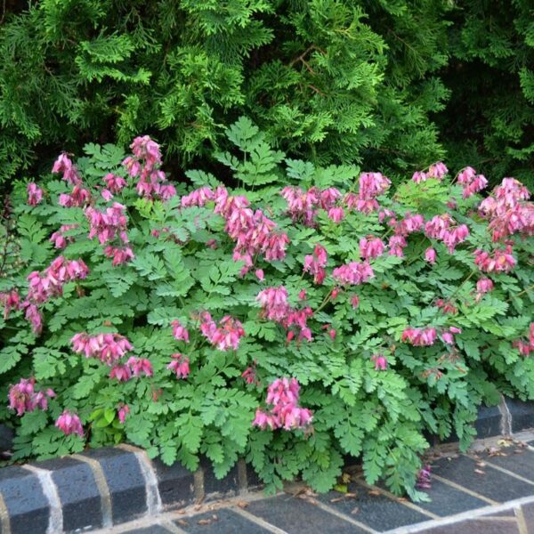 Votaniki Bleeding Heart Luxeriant Bare Root - Herbaceous Perennial, Dicentra ‘Luxuriant’ (Fern Leaf Bleeding Heart) | Heart Shaped Flowers, Reblooming, Easy to Grow