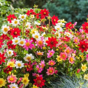 Votaniki Mixed Topmix Dahlia Bulbs for Planting - Colorful and Vibrant Mix of Dahlia Bulbs | Perfect for Cutting, Long Blooming, Easy to Grow - Topmix Dahlia Flowering Bulbs