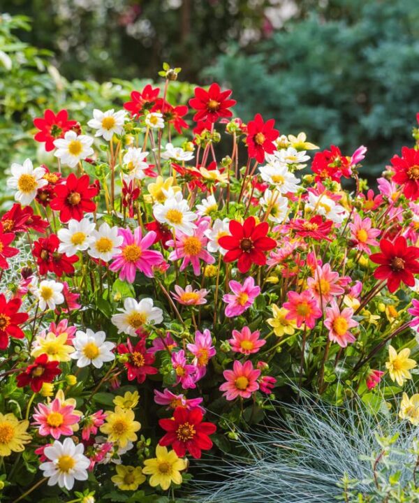 Votaniki Mixed Topmix Dahlia Bulbs for Planting - Colorful and Vibrant Mix of Dahlia Bulbs | Perfect for Cutting, Long Blooming, Easy to Grow - Topmix Dahlia Flowering Bulbs