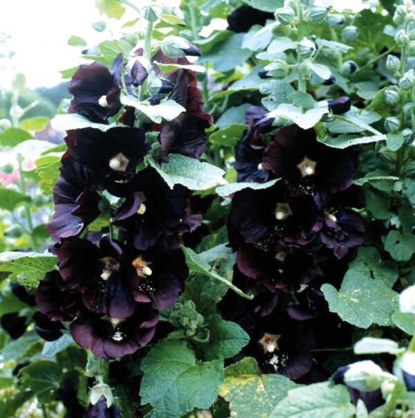 Votaniki Black Hollyhocks Flowering Rhizome - Perennial, Long-Lasting, Attracts Pollinators, Unique Color Flower | Eye-Catching Black Hollyhocks Flower