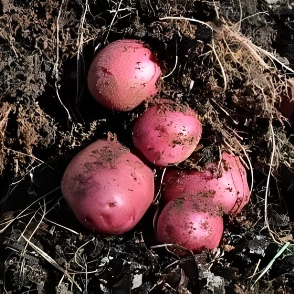 Votaniki Red Norland Potato Seed - Versatile, Early Maturing, Flavorful | High Yielding Potato Seed for Home Gardeners and Farmers