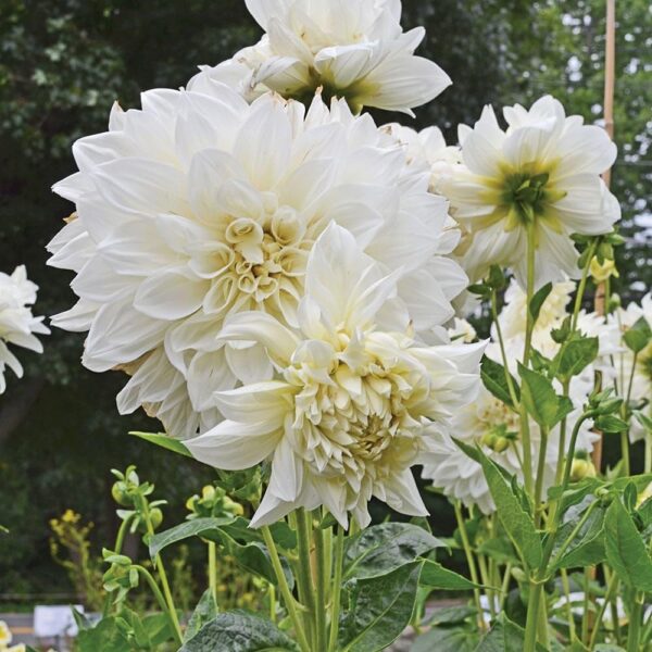 Votaniki Dinnerplate Dahlia White Perfection - Perennial Dahlia, Large Blooms, Dahlia 'White Perfection' Tubers for Planting | Summer Flowers - Easy to Grow