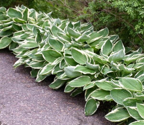 Votaniki Francee Hosta Bare Root - Perennial Plant, Heart Shaped Leaves (Hosta x 'Francee') | Great Hardy Shade Plants, Easy to Grow