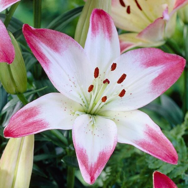 Votaniki Lollypop Asiatic Lily Bulbs - Perennial, Long Lasting Blooms, Lilium Asiatic 'Lollypop' | Summer Flowering Bulbs, Easy to Grow