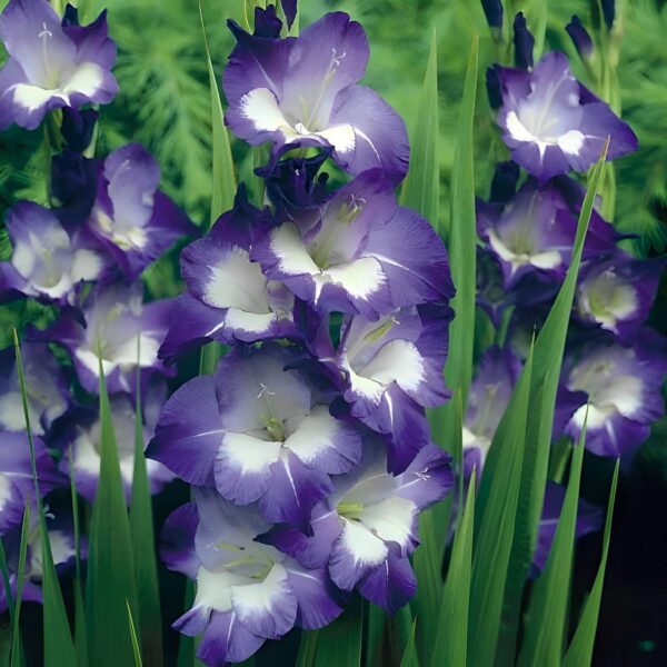 Votaniki Nori Gladiolus Bulbs - Versatility, Large Blooms, Perennial & Hardy Nori Gladiolus Bulbs for Planting - Fast Growing and Year Round Beauty