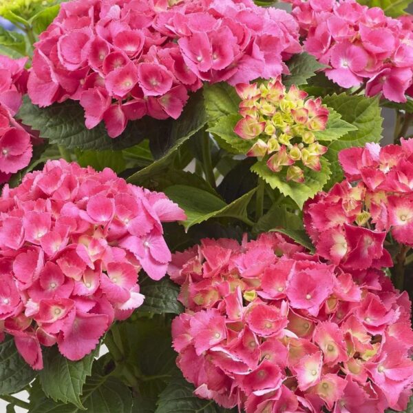 Votaniki Pink Beauty Hydrangea Plant - Hydrangea Macrophylla Plant in Quart Pot - Perennial Bright Pink Blooms, Perfect for Garden or Indoor