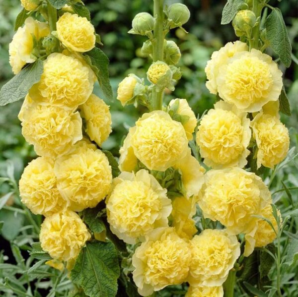 Votaniki Hollyhocks Alcea Rosea Yellow Roots - Long-Lasting Chater's Yellow, Perennial Flowering Roots | Vibrant Blooms - Easy to Grow