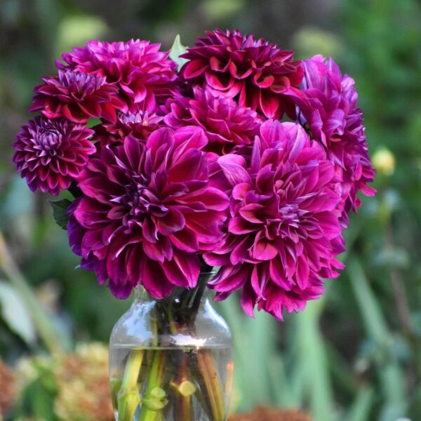 Votaniki Dahlia Decorative Diva - Perennial Dahlia 'Diva' Tubers Ready to Plant | Blooms Summer Through Fall, Large Flowering Dahlia - Easy to Grow