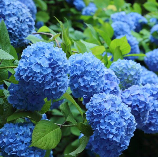 Votaniki Nikko Blue Hydrangea Plant Quart Pot - Perennial Flower, Long Lasting Blooms | Easy to Grow Nikko Blue Hydrangea Live Plants