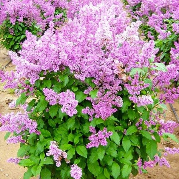 Votaniki Villosa Lilac Tree - 1 Gallon Plant 2 Year Old - Fragrance Blooms, Perennial, Fast Growing Flower Plant - Low Maintenance & Easy to Grow