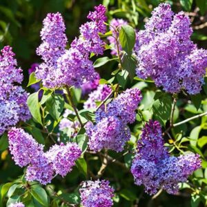 Votaniki Vulgaris Purple Lilac Quart Pot - Perennial Flowering Plant | Common Purple Lilac Live Plants, Fragrant Blooms - Low Maintenance and Versatile Lilac Plant