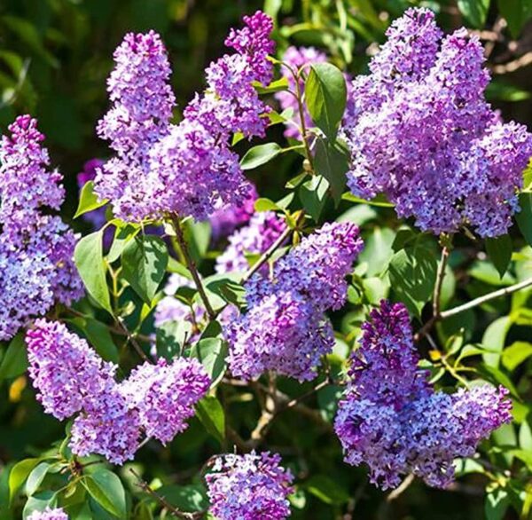 Votaniki Vulgaris Purple Lilac Quart Pot - Perennial Flowering Plant | Common Purple Lilac Live Plants, Fragrant Blooms - Low Maintenance and Versatile Lilac Plant