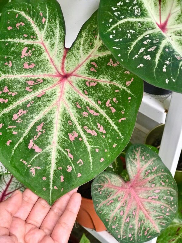 Votaniki Galaxy White Caladium - Brilliant Foliage for Shaded Areas, Caladium Bulbs | Home & Gardening Bulbs, Easy to Grow