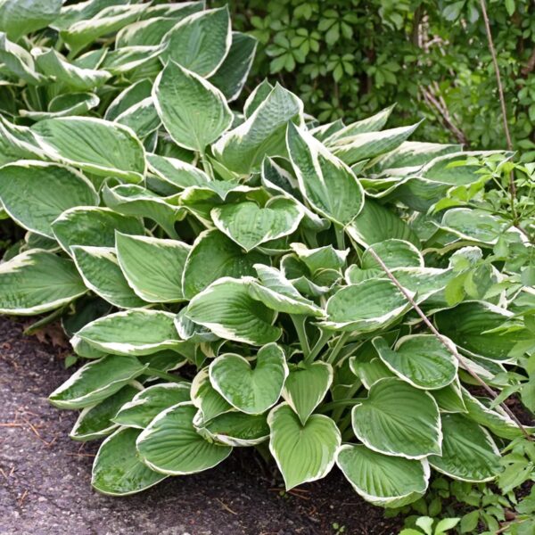 Votaniki Francee Hosta Bare Root - Perennial Plant, Heart Shaped Leaves (Hosta x 'Francee') | Great Hardy Shade Plants, Easy to Grow