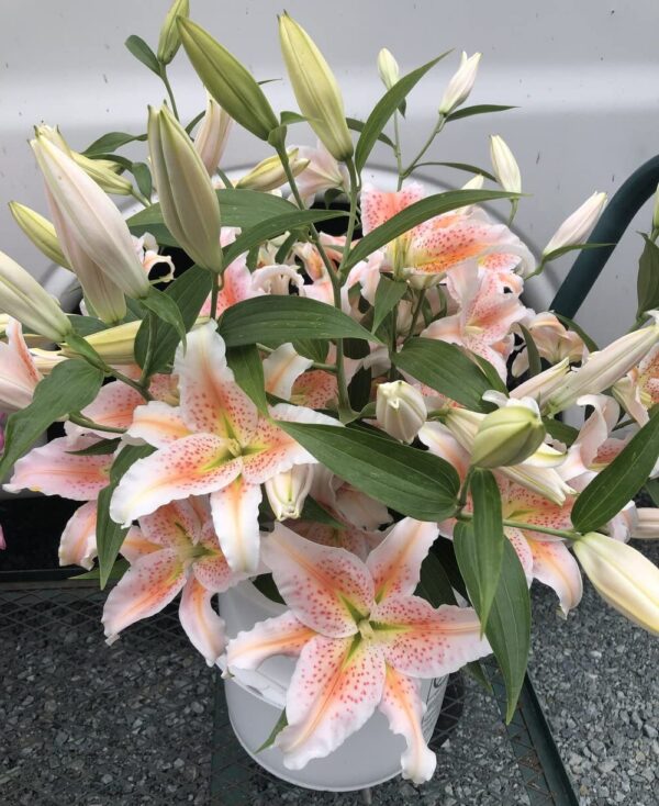 Salmon Star Oriental Lily Bulbs - Perennial, Long Lasting Blooms, Fragrance Lily Flowering Bulbs | Easy to Grow - Perfect for Cut Lily Flower