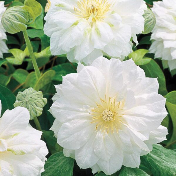 Votaniki Duchess of Edinburg Clematis Bare Root - Long Lasting Blooms, Large Flowering Clematis Bare Root for Planting - Perennial Flower Plant for Graden