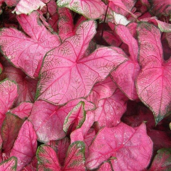 Votaniki Caladium Fancy Fannie Munson - Perennial Caladium, Colorful & Heart Shaped Leaves | Caladium Tubers for Planting - Easy to Grow