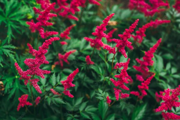 Votaniki Fanal Red Astilbe Plants, Seeds & Bulbs - Large Flower Bulbs to Plants Live Houseplants Red Fanal Astilbe Seeds Bulb with 2 to 3 Eyes Perennial Flower Bulbs Shade Loving Plants and Flowers