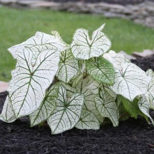 Votaniki Candidum Jr Caladium Large Root - Heart Shaped Variegated Leaves, Perennial White Caladium - Perfect for Indoor or Outdoor Display