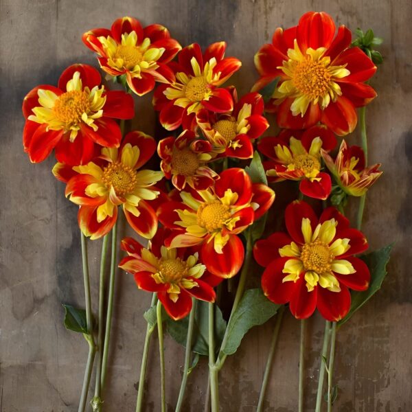 Votaniki Pooh Dahlia Bulbs - Versatile, Long Lasting Blooms, Eye Catching Color Combinations, Perennial Dahlia Flower Bulbs for Planting - Fast Growing & Low Maintenance Dahlia Plant