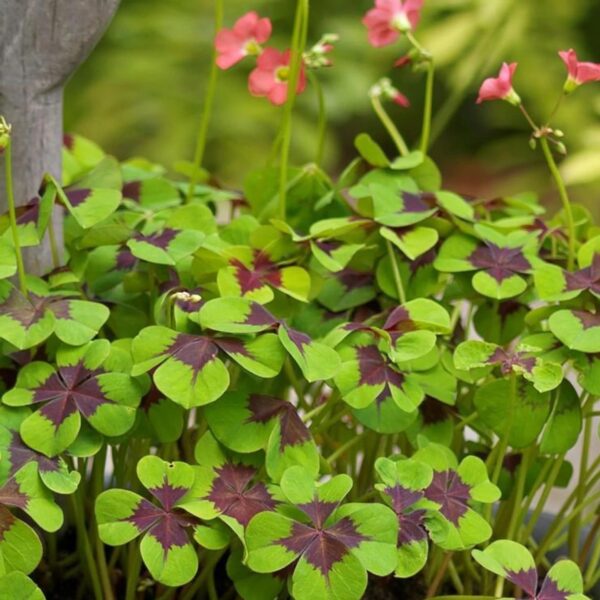 Votaniki Iron Cross Lucky Clover Bulbs - Unique Foliage Oxalis Iron Cross Bulbs for Planting - Beautiful Flowers and Compact Size Plant - Easy to Grow and Maintenance