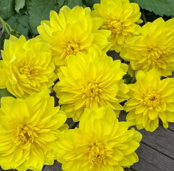 Votaniki American Sun Dahlia Bulbs - Perennial, Large Blooms, Dahlia Decorative American Sun Bulbs for Planting - Easy to Grow, Perfect for Any Garden