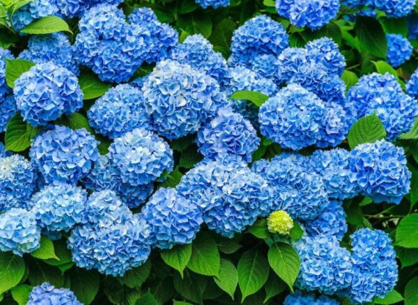 Votaniki Nikko Blue Hydrangea Plant Quart Pot - Perennial Flower, Long Lasting Blooms | Easy to Grow Nikko Blue Hydrangea Live Plants