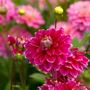 Votaniki Maldini Dahlia Bulbs - Perennial, Attract Pollinators, Large Blooms - Colorful Decorative Dahlia Maldini Bulbs for Planting | Perfect for Any Garden