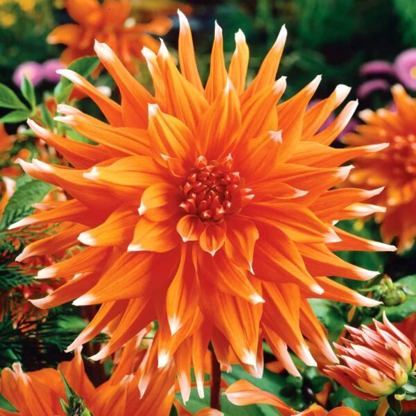 Votaniki Spectacle Dahlia Bulbs - Perennial Dahlia Bulb for Planting, Perfect for Garden Beds and Borders - Long Lasting Blooms, Versatile and Low Maintenance Plants