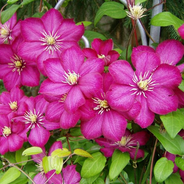 Votaniki Clematis City of Lyon - Large Red Flowered Clematis Plant, Spectacular Blooms | Climbing Plants (Clematis Ville de Lyon), Hardy Fast Growing, Summer/Fall Flowers Bulbs