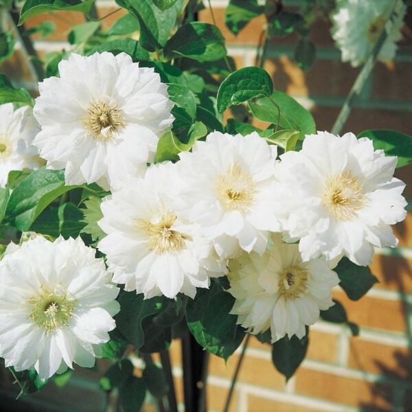 Votaniki Duchess of Edinburg Clematis Bare Root - Long Lasting Blooms, Large Flowering Clematis Bare Root for Planting - Perennial Flower Plant for Graden