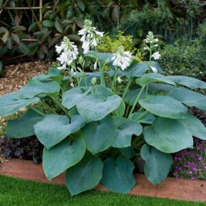 Votaniki Bressingham Blue Hosta Root Rhizome - Perennial, Large Leaf Plantain Lily | Bressingham Blue Root - Unique Blue-Green Foliage - Low Maintenance Plant