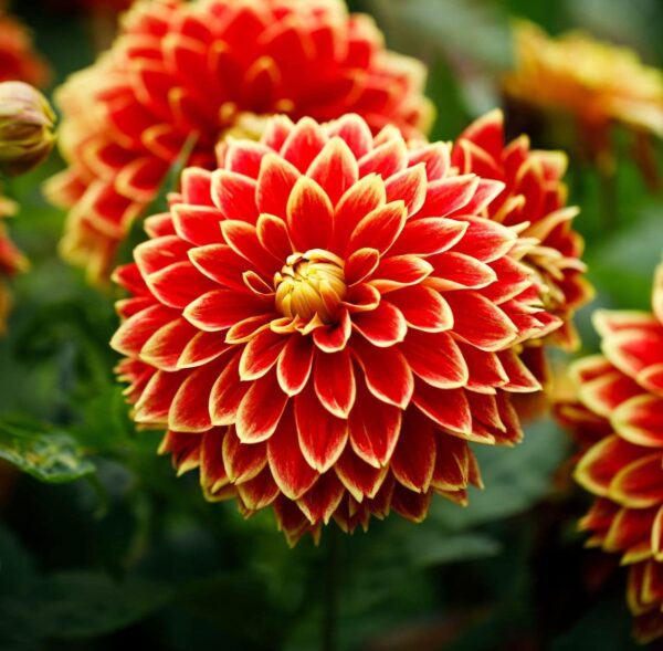 Votaniki Maxime Dahlia Tuber - Perennial, Large Blooms, Dahlia Decorative Maxime Tuber for Planting - Eye Catching Flower - Fast Growing Dahlia, Low Maintenance