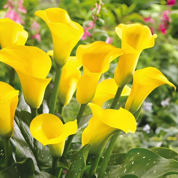 Votaniki Gold Rush Calla Lily Bulbs - Long Lasting Blooms, Perennial Calla Lily, Vibrant Yellow Flowers for Garden - Easy to Grow and Low Maintenance