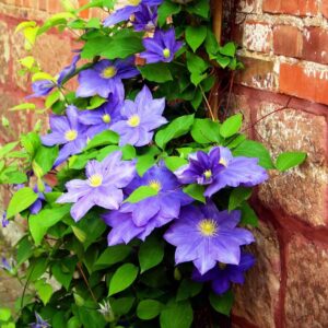 Votaniki Clematis 'H. F. Young' - Deciduous Climber, Perennial Vines | Yellow & Blue Color Flowering Clematis Plant, Live Plant Ready for Planting - Easy to Grow