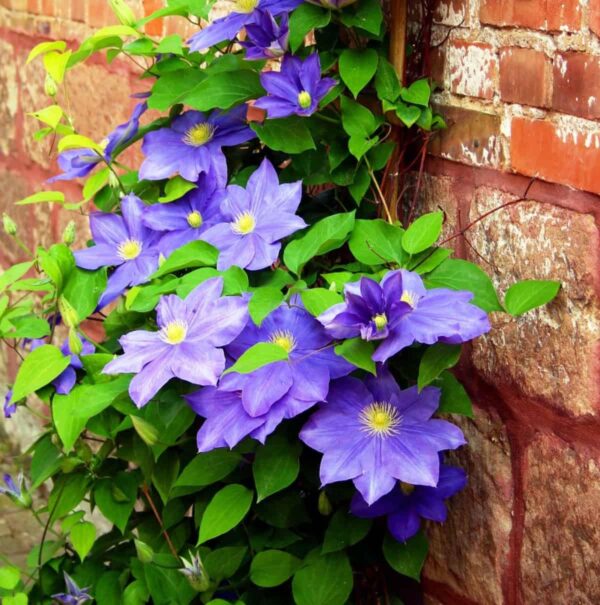 Votaniki Clematis 'H. F. Young' - Deciduous Climber, Perennial Vines | Yellow & Blue Color Flowering Clematis Plant, Live Plant Ready for Planting - Easy to Grow