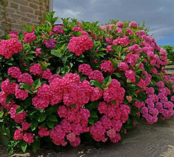 Votaniki Pink Beauty Hydrangea Plant - Hydrangea Macrophylla Plant in Quart Pot - Perennial Bright Pink Blooms, Perfect for Garden or Indoor