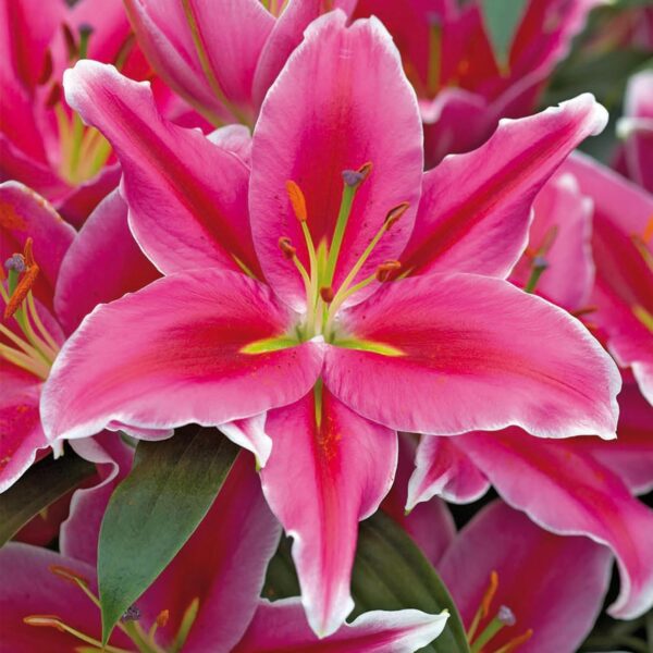 Votaniki Lake Carey Lily - Perennial & Fragrant Flowers, Oriental Lily (Lake Carey) Bulbs | Pink Lily Flower Bulbs - Easy to Grow