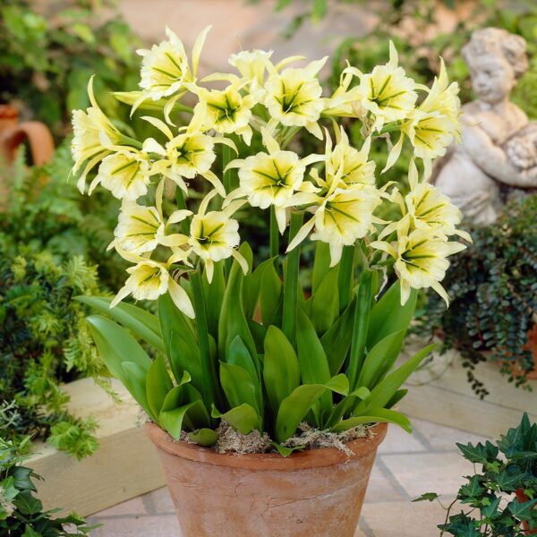 Votaniki Ismene Sulphur Queen - Fragrant Flowers, Sulphur Queen (Peruvian Daffodil) Bulbs | Large Flower, Summer Flowering Bulbs - Easy to Grow