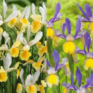 Votaniki Montecito & Miss Saigon Iris Mix Bulbs - Perennial Dutch Iris, Fragrant Blooms | Spring Flowering 15x Montecito and 15x Miss Saigon Iris Bulbs - Easy to Grow